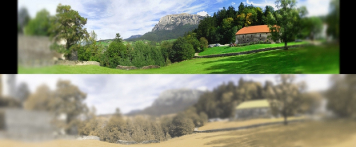 Cum văd pisicile. Imaginile care surprind lumea prin ochii felinelor