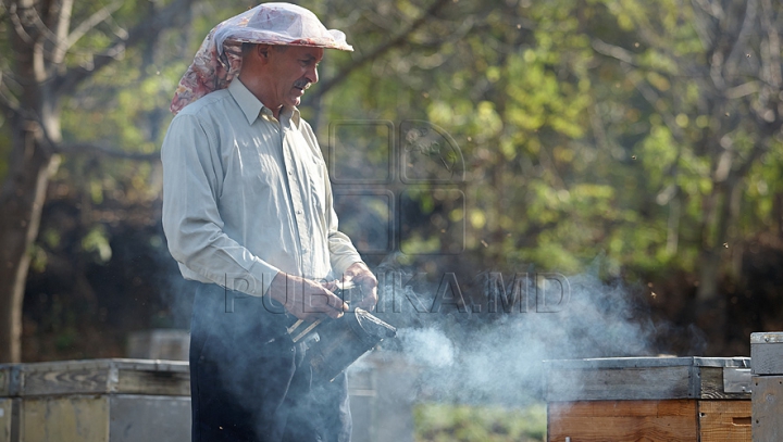 Apicultorii pregătesc albinele pentru iernat FOTO-VIDEO REPORT