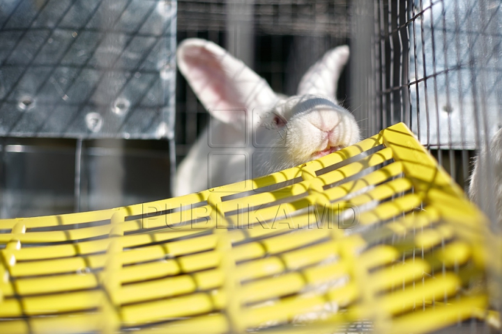 Tractoare Lamborghini, automobile de lux şi animale exotice. Centrul Moldexpo a fost lăsat pe mâna fermierilor (FOTO/VIDEO)