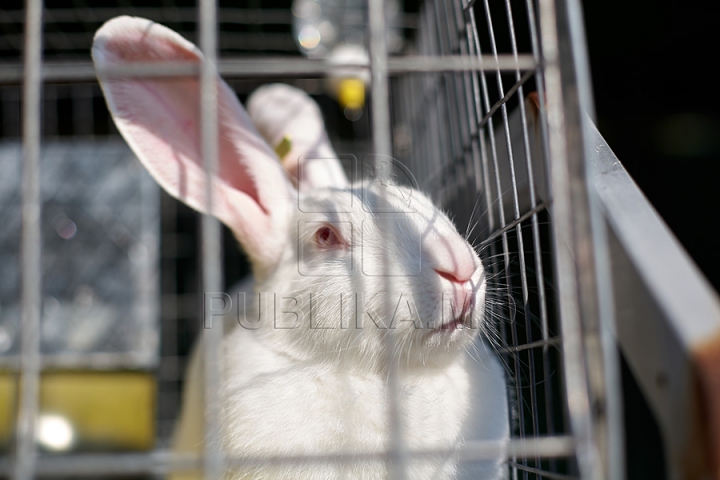 Tractoare Lamborghini, automobile de lux şi animale exotice. Centrul Moldexpo a fost lăsat pe mâna fermierilor (FOTO/VIDEO)