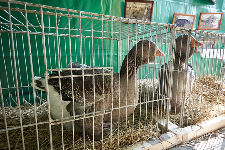 Tractoare Lamborghini, automobile de lux şi animale exotice. Centrul Moldexpo a fost lăsat pe mâna fermierilor (FOTO/VIDEO)