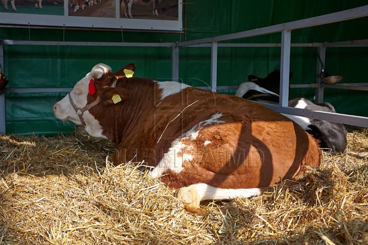 Tractoare Lamborghini, automobile de lux şi animale exotice. Centrul Moldexpo a fost lăsat pe mâna fermierilor (FOTO/VIDEO)