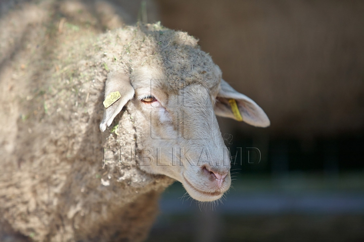 Tractoare Lamborghini, automobile de lux şi animale exotice. Centrul Moldexpo a fost lăsat pe mâna fermierilor (FOTO/VIDEO)