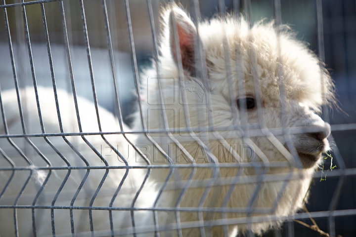 Tractoare Lamborghini, automobile de lux şi animale exotice. Centrul Moldexpo a fost lăsat pe mâna fermierilor (FOTO/VIDEO)