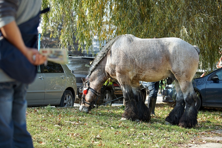 Tractoare Lamborghini, automobile de lux şi animale exotice. Centrul Moldexpo a fost lăsat pe mâna fermierilor (FOTO/VIDEO)