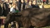 Găgăuzia a marcat încheierea anului agricol, prin tradiţionalul târg de animale (VIDEO)