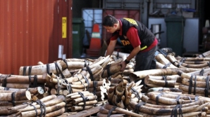 "E o crimă ORIBILĂ!" Autorităţile din Tanzania au capturat un lot de 2.000 de colţi de elefanţi