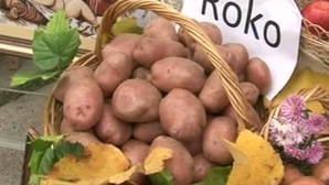 Cartoful a fost vedeta unui festival la Briceni, iar vizitatorii au fost ademeniţi cu bucate alese (VIDEO)