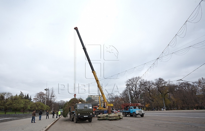 (FOTO/VIDEO) Principalul Pom de Crăciun al ţării a ajuns în PMAN. Autorităţile promit că va fi inaugurat pe 1 decembrie