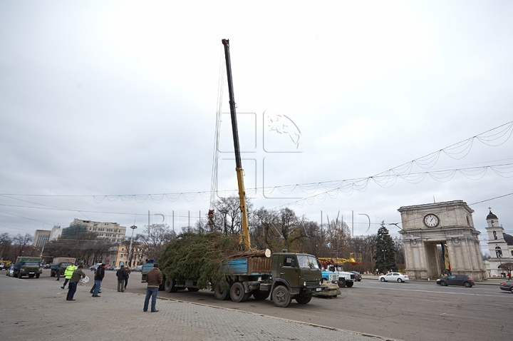 (FOTO/VIDEO) Principalul Pom de Crăciun al ţării a ajuns în PMAN. Autorităţile promit că va fi inaugurat pe 1 decembrie