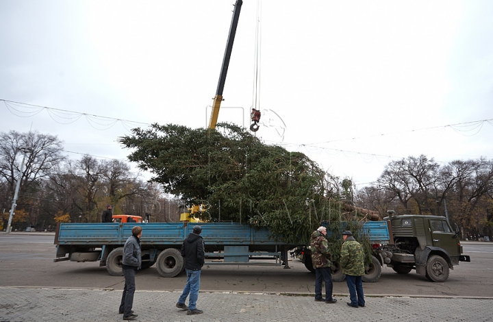 (FOTO/VIDEO) Principalul Pom de Crăciun al ţării a ajuns în PMAN. Autorităţile promit că va fi inaugurat pe 1 decembrie