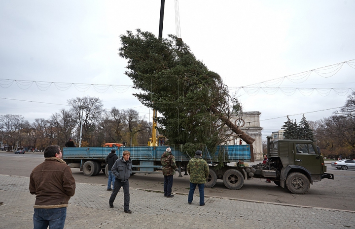 (FOTO/VIDEO) Principalul Pom de Crăciun al ţării a ajuns în PMAN. Autorităţile promit că va fi inaugurat pe 1 decembrie