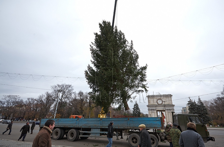 (FOTO/VIDEO) Principalul Pom de Crăciun al ţării a ajuns în PMAN. Autorităţile promit că va fi inaugurat pe 1 decembrie