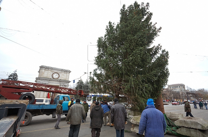 (FOTO/VIDEO) Principalul Pom de Crăciun al ţării a ajuns în PMAN. Autorităţile promit că va fi inaugurat pe 1 decembrie