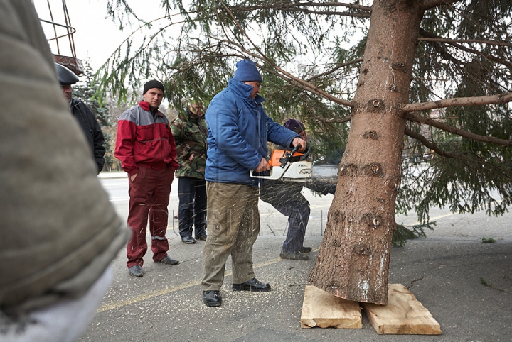 (FOTO/VIDEO) Principalul Pom de Crăciun al ţării a ajuns în PMAN. Autorităţile promit că va fi inaugurat pe 1 decembrie