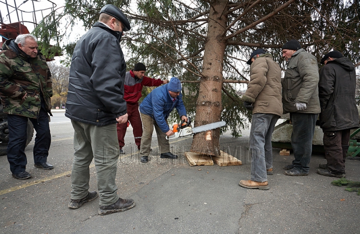 (FOTO/VIDEO) Principalul Pom de Crăciun al ţării a ajuns în PMAN. Autorităţile promit că va fi inaugurat pe 1 decembrie