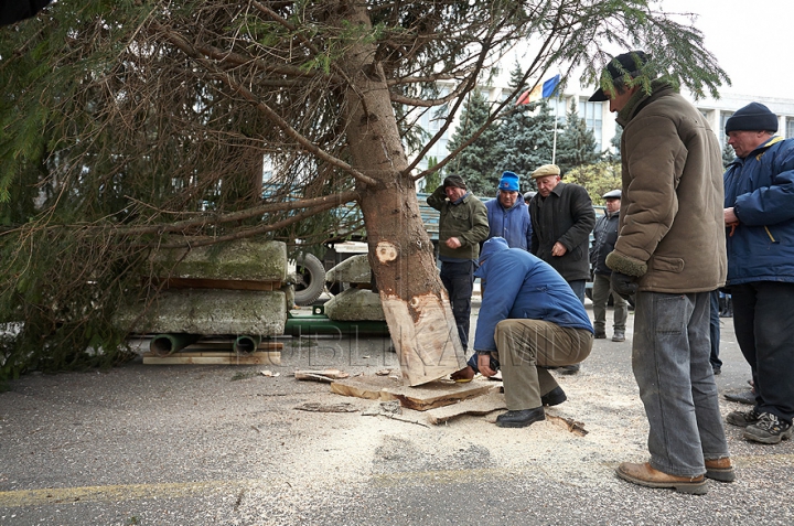 (FOTO/VIDEO) Principalul Pom de Crăciun al ţării a ajuns în PMAN. Autorităţile promit că va fi inaugurat pe 1 decembrie