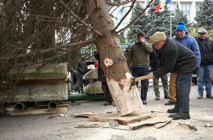 (FOTO/VIDEO) Principalul Pom de Crăciun al ţării a ajuns în PMAN. Autorităţile promit că va fi inaugurat pe 1 decembrie