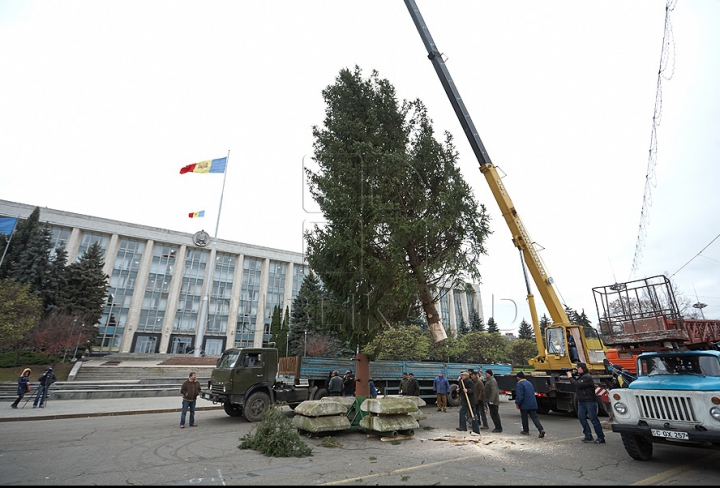 (FOTO/VIDEO) Principalul Pom de Crăciun al ţării a ajuns în PMAN. Autorităţile promit că va fi inaugurat pe 1 decembrie