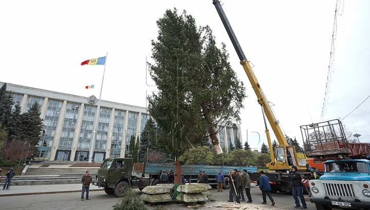 (FOTO/VIDEO) Principalul Pom de Crăciun al ţării a ajuns în PMAN. Autorităţile promit că va fi inaugurat pe 1 decembrie