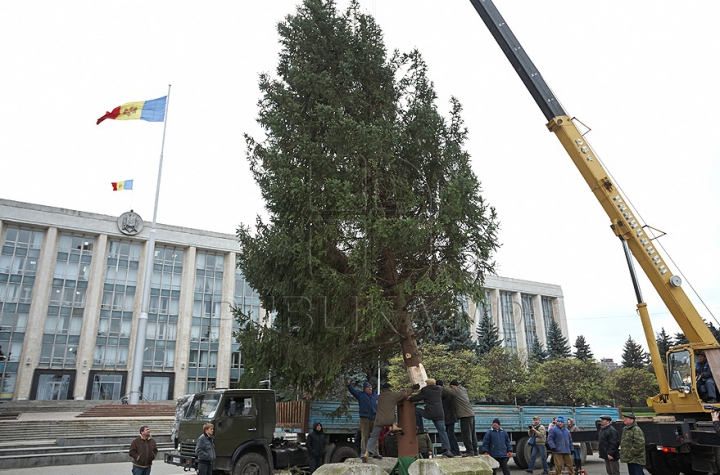 (FOTO/VIDEO) Principalul Pom de Crăciun al ţării a ajuns în PMAN. Autorităţile promit că va fi inaugurat pe 1 decembrie