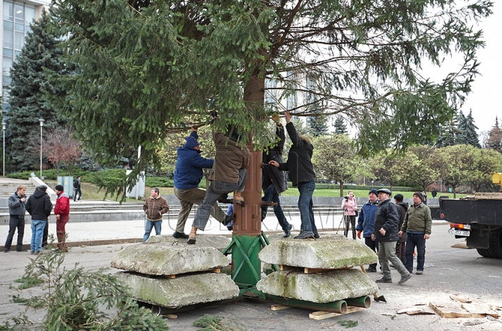 (FOTO/VIDEO) Principalul Pom de Crăciun al ţării a ajuns în PMAN. Autorităţile promit că va fi inaugurat pe 1 decembrie