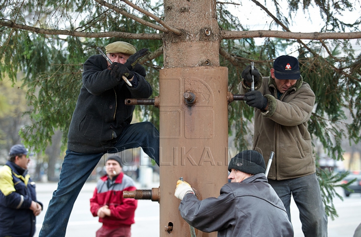 (FOTO/VIDEO) Principalul Pom de Crăciun al ţării a ajuns în PMAN. Autorităţile promit că va fi inaugurat pe 1 decembrie