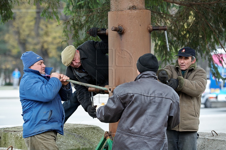 (FOTO/VIDEO) Principalul Pom de Crăciun al ţării a ajuns în PMAN. Autorităţile promit că va fi inaugurat pe 1 decembrie