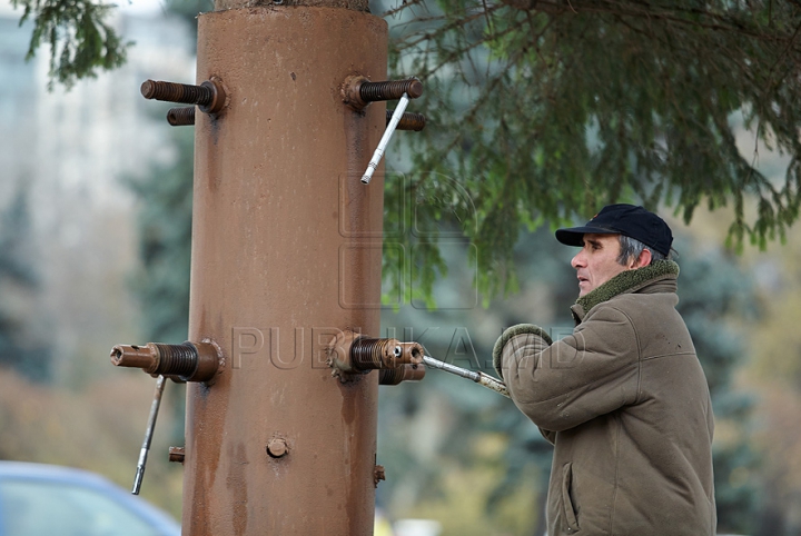 (FOTO/VIDEO) Principalul Pom de Crăciun al ţării a ajuns în PMAN. Autorităţile promit că va fi inaugurat pe 1 decembrie