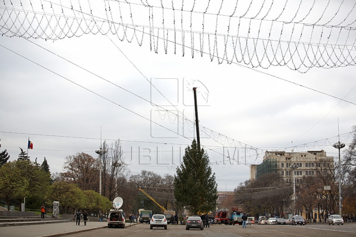 (FOTO/VIDEO) Principalul Pom de Crăciun al ţării a ajuns în PMAN. Autorităţile promit că va fi inaugurat pe 1 decembrie