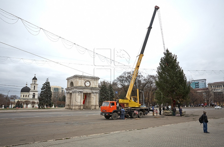 (FOTO/VIDEO) Principalul Pom de Crăciun al ţării a ajuns în PMAN. Autorităţile promit că va fi inaugurat pe 1 decembrie