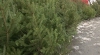 În capitală a început vânzarea pomilor de Crăciun. AFLĂ ce preţuri au afişat comercianţii (VIDEO)
