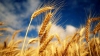 Preţul grâului a scăzut cu 13%. AFLĂ MOTIVUL