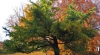 Horoscop arboricol: Ce copac te reprezintă, în funcţie de data naşterii