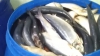 300 de kilograme de peşte cu termen de valabilitate expirat urmau să ajungă pe piaţă