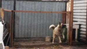 Câinele-dansator! Un patruped a fost cucerit de muzica anilor '80 (VIDEO)