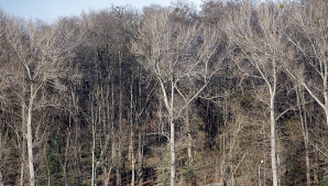 Prognoza meteo: Vremea nu se va schimba, iar pe alocuri va fi ceaţă