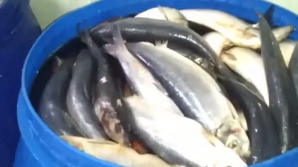 300 de kilograme de peşte cu termen de valabilitate expirat urmau să ajungă pe piaţă