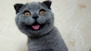 Şi-a pedepsit pisica, iar acum riscă închisoarea. Ce a făcut o studentă VIDEO