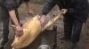 Moldovenii, în forfota pregătirilor pentru Crăciun. Bărbaţii taie porcul, iar femeile pregătesc bucate pentru masa de sărbătoare (VIDEO)