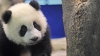 Un pui din specia Panda Gigant a fost prezentat în premieră publicului din Taiwan (VIDEO)