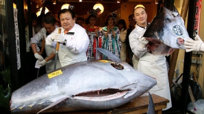 Cât a plătit patronul unui restaurant din Tokyo pentru un peşte gigant