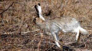 Pasionaţii de vânătoare de iepuri au încheiat cu succes sezonul. "Mulţumim lui Dumnezeu de pradă"