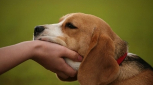 Studiu: Inteligenţa câinilor este supraevaluată în comparaţie cu cea a altor animale