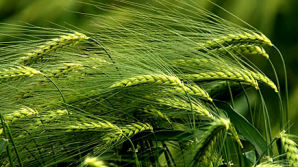 Creştinii ortodocşi de stil vechi marchează astăzi Ajunul Crăciunului. Ce se va întâmpla dacă ai visat grâu verde