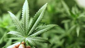 Undă verde pentru cultivarea şi comercializarea marijuanei în Colorado