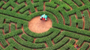 Cele mai frumoase labirinturi din lume (VIDEO)