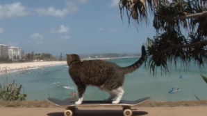 Merită să vezi! Pisica care se dă în vânt după plimbările cu skateboard-ul şi face scamatorii VIDEO