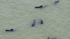 Aproximativ 40 de balene pilot au eşuat, din cauze necunoscute, pe o plajă din Noua Zeelandă (VIDEO)