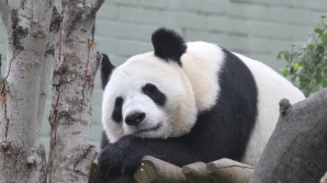 "Tian Tian", cel mai popular urs Panda din afara Chinei